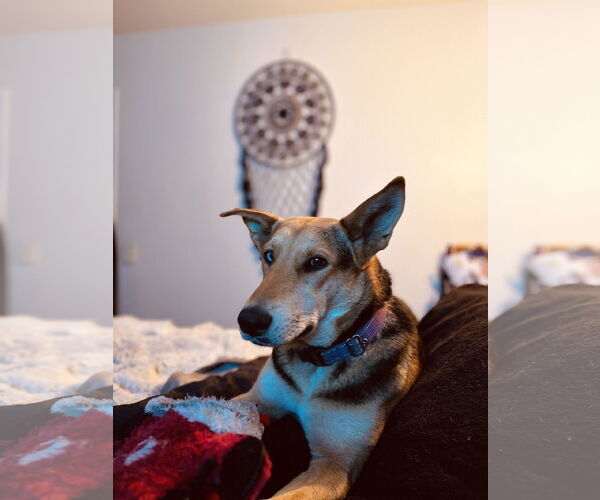 Medium Photo #2 German Shepherd Dog Puppy For Sale in San Bernardino , CA, USA