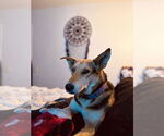 Small #1 German Shepherd Dog