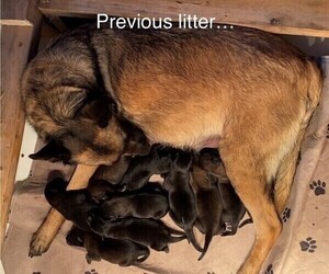 Belgian Malinois Puppy for sale in LABADIE, MO, USA