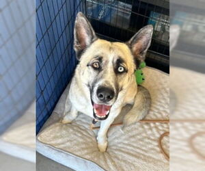Gerberian Shepsky Dogs for adoption in Ventura, CA, USA
