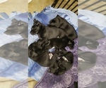 Small Photo #25 Labrador Retriever Puppy For Sale in WOODLAND, WA, USA
