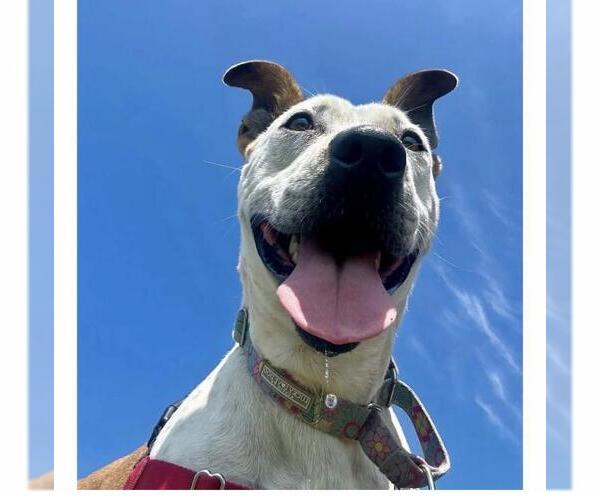 Medium Photo #2 Mutt Puppy For Sale in Santa Barbara, CA, USA