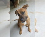 Small #3 American Pit Bull Terrier-Labrador Retriever Mix