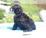 Small Photo #7 Poodle (Standard) Puppy For Sale in UNION CITY, TN, USA