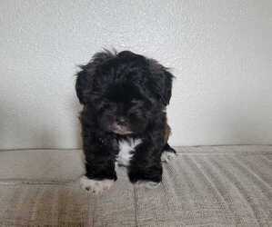 ShihPoo Puppy for sale in DENVER, CO, USA