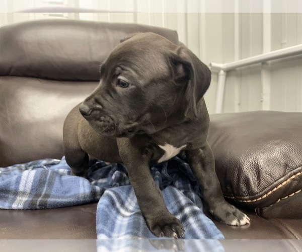 Medium Photo #19 American Bully Puppy For Sale in REESEVILLE, WI, USA