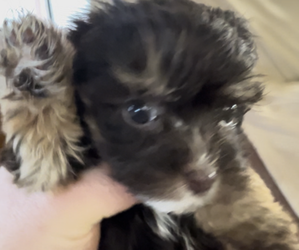 Yorkshire Terrier Puppy for sale in ARGOS, IN, USA