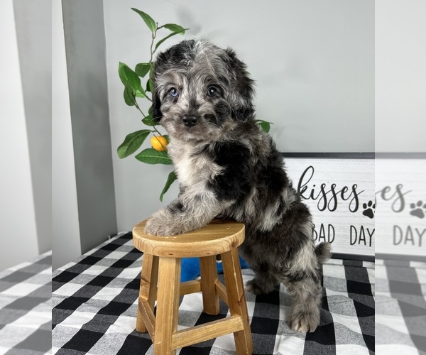 Medium Photo #3 Bernedoodle (Miniature) Puppy For Sale in FRANKLIN, IN, USA