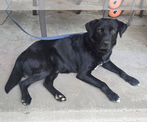 Medium Photo #4 Labrador Retriever-Unknown Mix Puppy For Sale in Alexander, AR, USA