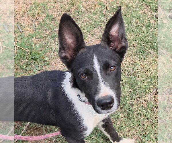 Medium Photo #2 Australian Kelpie-Unknown Mix Puppy For Sale in Chico, CA, USA