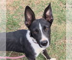 Small #1 Australian Kelpie Mix