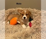 Puppy Puppy 2 Pembroke Welsh Corgi