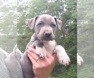 American Pit Bull Terrier Puppy for sale in LUDOWICI, GA, USA