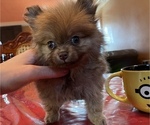 Small Photo #4 Pomeranian Puppy For Sale in OAKLAND, CA, USA