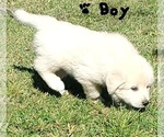 Small Photo #5 Great Pyrenees Puppy For Sale in AGRA, OK, USA