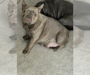 Mother of the French Bulldog puppies born on 01/15/2023