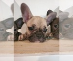 Small Photo #10 French Bulldog Puppy For Sale in WENTZVILLE, MO, USA