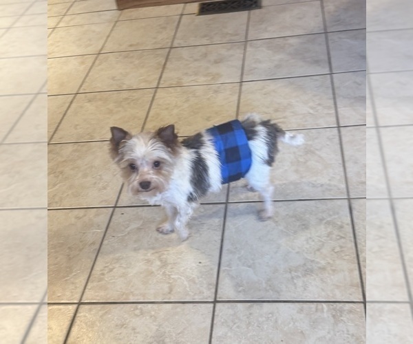 Medium Photo #1 Yorkshire Terrier Puppy For Sale in CAMBY, IN, USA