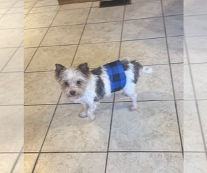 Father of the Yorkshire Terrier puppies born on 11/08/2025