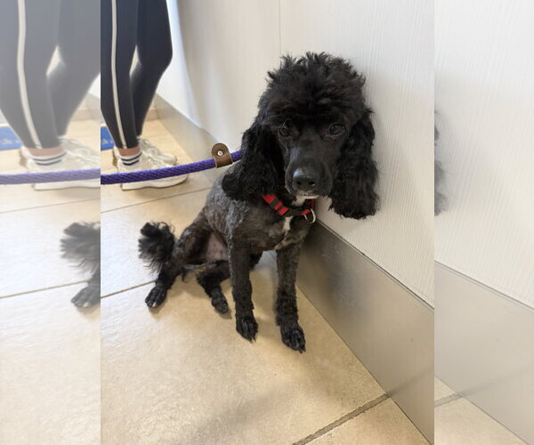 Medium Photo #3 Poodle (Miniature) Puppy For Sale in Boca Raton, FL, USA