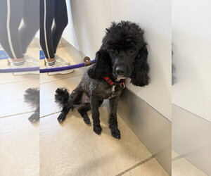 Zeke Mini Poodle - Male Poodle (Miniature) Dog for Adoption - Photo #3