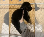 Small Photo #3 Australian Shepherd Puppy For Sale in ASHLAND CITY, TN, USA