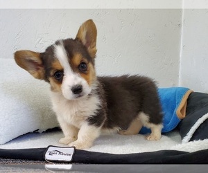 Pembroke Welsh Corgi Puppy for sale in CLARK, MO, USA