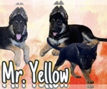 Image preview for Ad Listing. Nickname: Mr Yellow