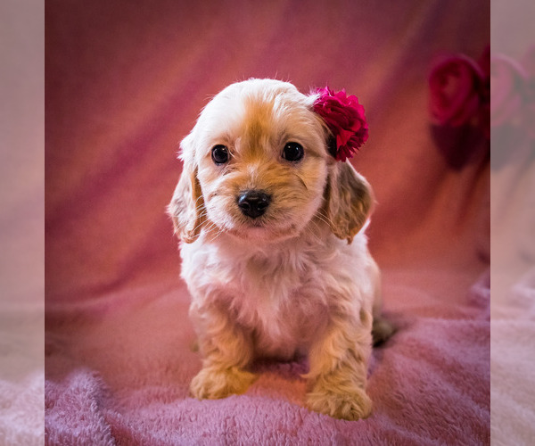 Full screen Photo #1 Cavapoo Puppy For Sale in WAKARUSA, IN, USA