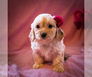Cavapoo Puppy for sale in WAKARUSA, IN, USA