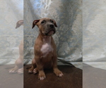 Small Photo #5 American Pit Bull Terrier Puppy For Sale in POPLAR BLUFF, MO, USA