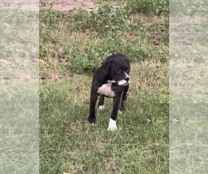 Alapaha Blue Blood Bulldog Puppy for sale in ALBANY, GA, USA