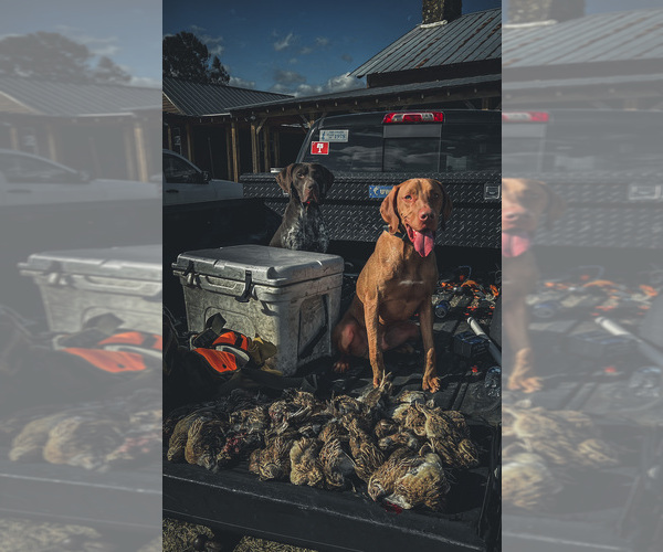 Medium Photo #9 Vizsla Puppy For Sale in SCREVEN, GA, USA