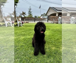 Goldendoodle Puppy for sale in TURLOCK, CA, USA