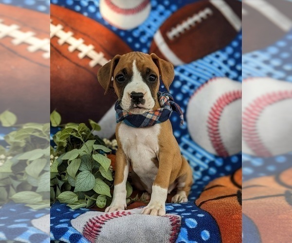 Medium Photo #2 Boxer Puppy For Sale in KIRKWOOD, PA, USA