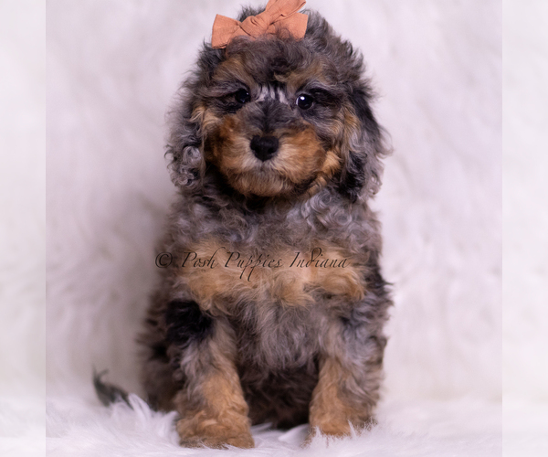Medium Photo #70 Poodle (Toy) Puppy For Sale in WARSAW, IN, USA