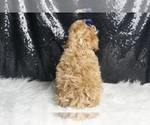 Small #5 Maltipoo
