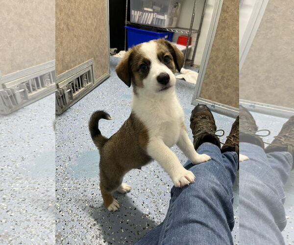 Medium Photo #1 Australian Shepherd-Unknown Mix Puppy For Sale in Emmett, ID, USA