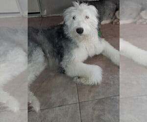 Old English Sheepdog Puppy for Sale in TAYLOR, Michigan USA