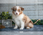 Puppy Violet Miniature Australian Shepherd