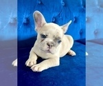 Small #16 French Bulldog