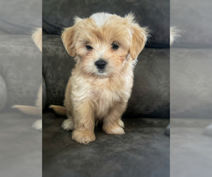 Maltipoo Puppy for sale in MARSHFIELD, MO, USA