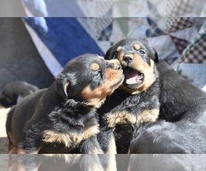 Rottweiler Puppy for sale in BONNERS FERRY, ID, USA
