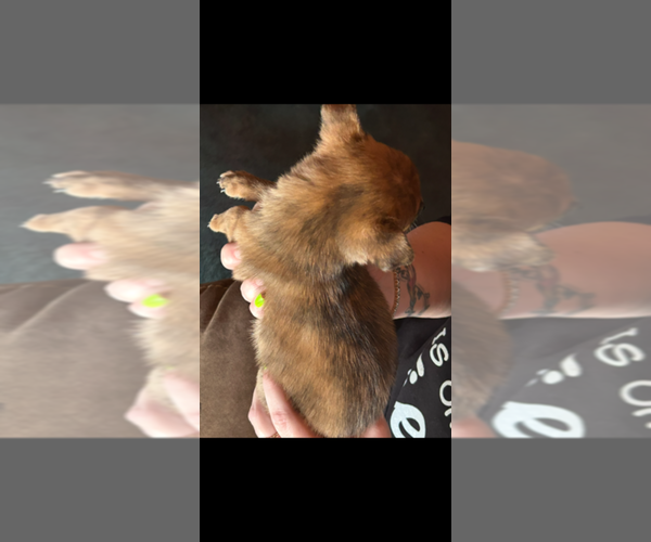 Medium Photo #2 Chiranian Puppy For Sale in WEST BRANCH, MI, USA