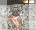 Small #2 French Bulldog Mix