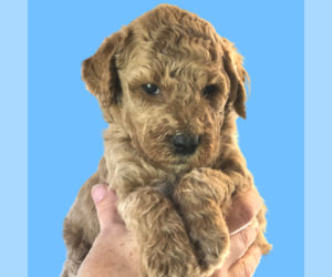 Goldendoodle (Miniature) Puppy for sale in LYNNVILLE, IA, USA