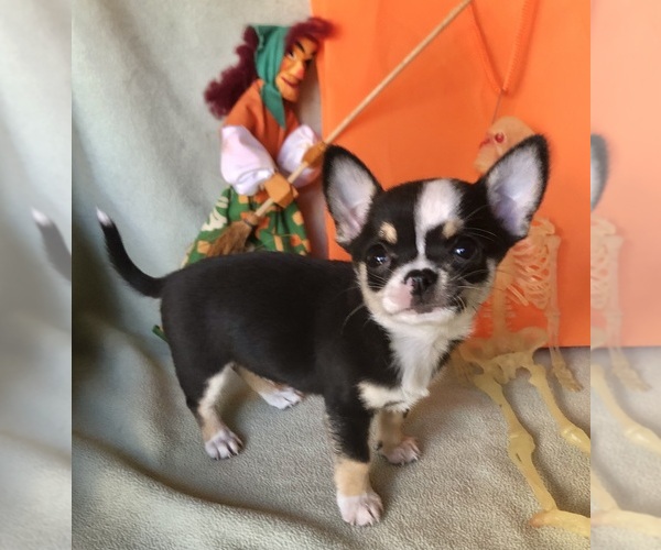 Medium Photo #1 Chihuahua Puppy For Sale in NEWVILLE, PA, USA