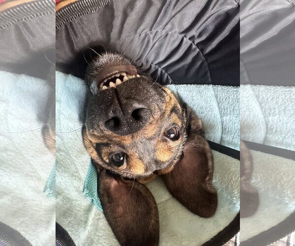 Medium Photo #8 Beagle-Unknown Mix Puppy For Sale in Valrico, FL, USA