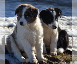 Australian Shepherd-Border-Aussie Mix Puppy for sale in BAXTER, MN, USA