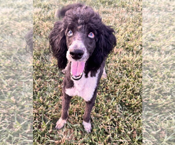 Medium Photo #7 Labradoodle Puppy For Sale in Pacolet, SC, USA